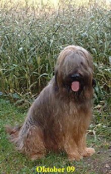 Alto vorm Maisfeld1verd.