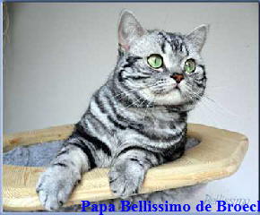 Bellissimo de Broeckloni