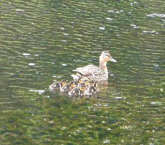 Broderslev Entenfamilie