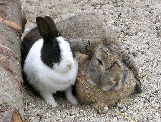 Campingplatztiere2Kaninchen