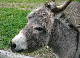 Campingplatztiere3Aeseler