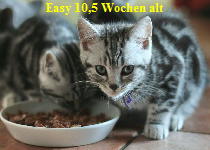 Easy11.11.091verd.