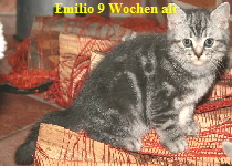 Emilio9W1verd.