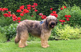 Marselisborg Slot Alfi 2