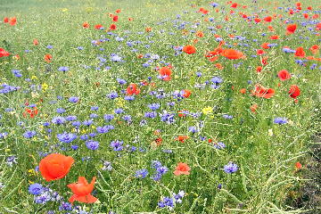 am Wegrand Richtung Schloá Clausholm